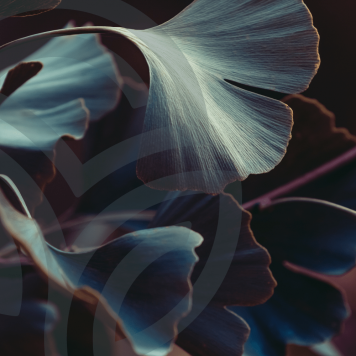 Ginkgo & Hawthorn NSP Ginkgo & Hawthorn NSP μοντέλο NSP 909| Εικόνα Αρ. 1