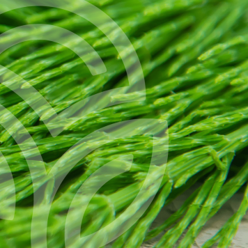 HSN-W NSP μοντέλο NSP 935| Εικόνα Αρ. 1