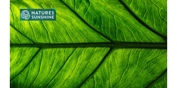 Έξυπνα προϊόντα για κιρσούς: η εμπειρία της NSP Έξυπνα προϊόντα για κιρσούς: η εμπειρία της NSP